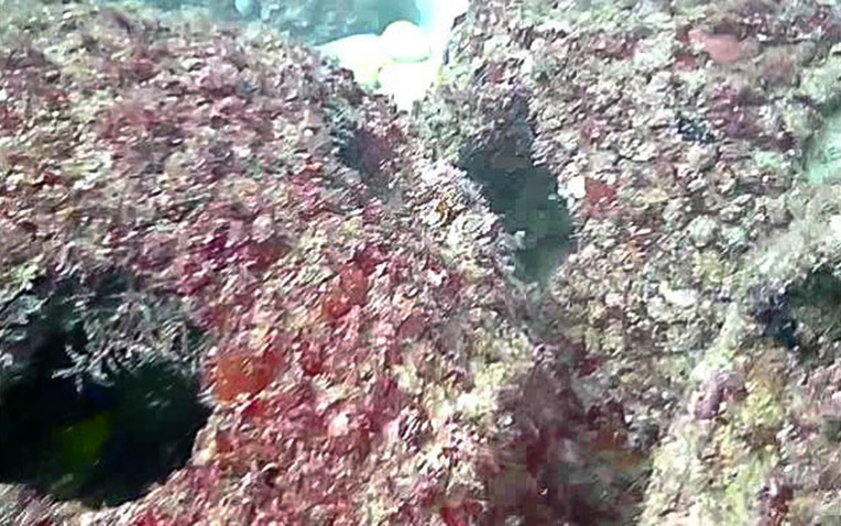 Eternal-Reefs-7-11-2011_027-1