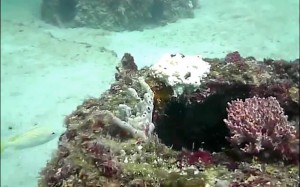 Eternal Reefs - 7-11-2011_020-1