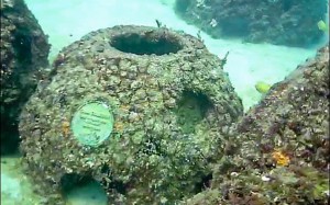 Eternal Reefs - 7-11-2011_023-1