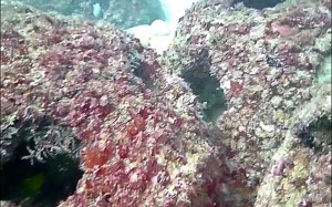 Eternal Reefs - 7-11-2011_027-1
