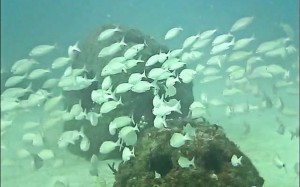 Eternal Reefs - 7-11-2011_041-1