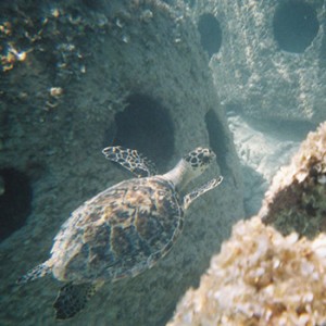 Eternal Reefs - About