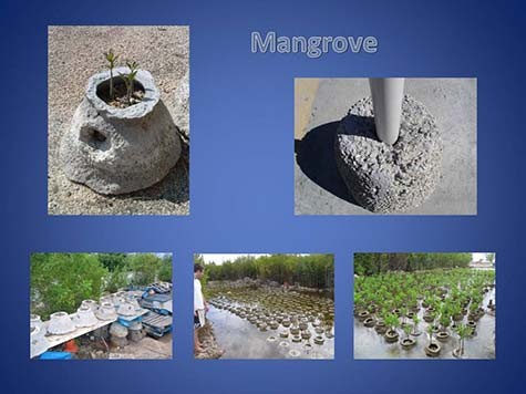 1-Reef-Ball-Mangrove-Restoration