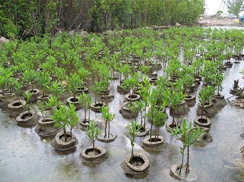 2-Reef-Ball-Mangrove-Restoration