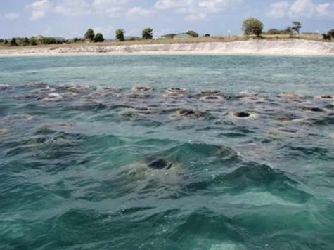 Reef Balls Living Shore Line » Eternal Reefs » Living legacies that ...