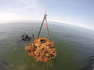 Chesapeake Oyster Reef Ball