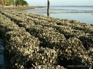 Oyster Propagation