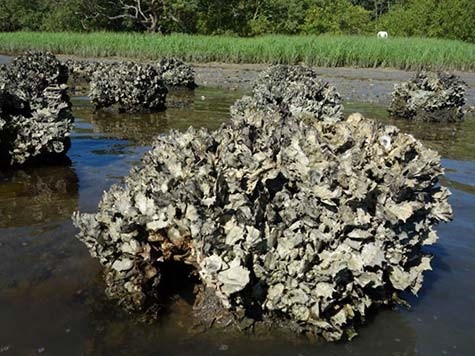 Oyster-reef-off-of-Tampa-Florida