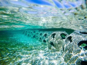 Reef Ball Bahamas