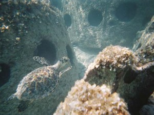 Turtle in Reef Balls
