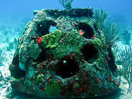 A green burial reef ball creating a new marine habitat for fish and other marine life