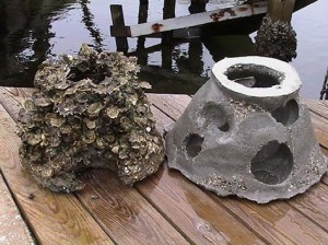 Oyster Comparison