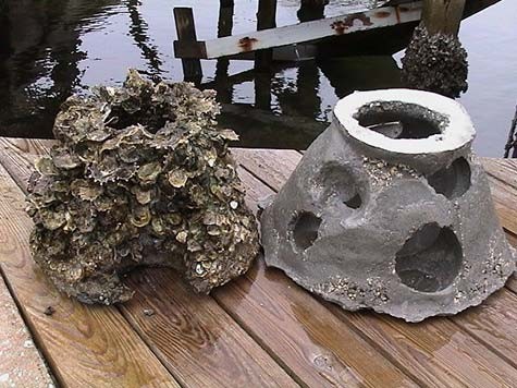 oyster-comparison