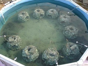 Oyster setteling tanks