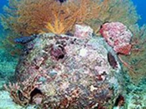 reef-200